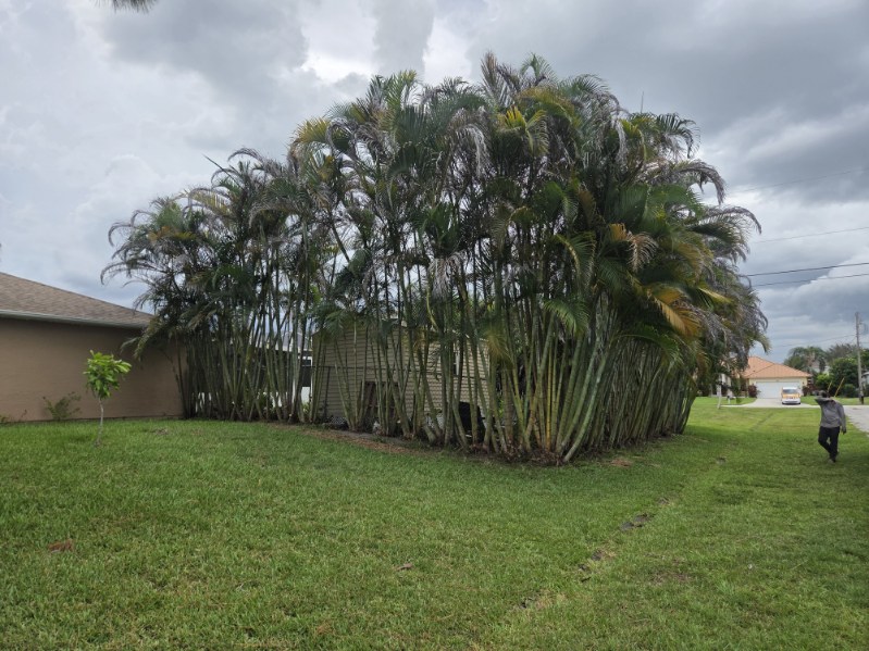 Shed visible through gaps in a thin areca palm screen