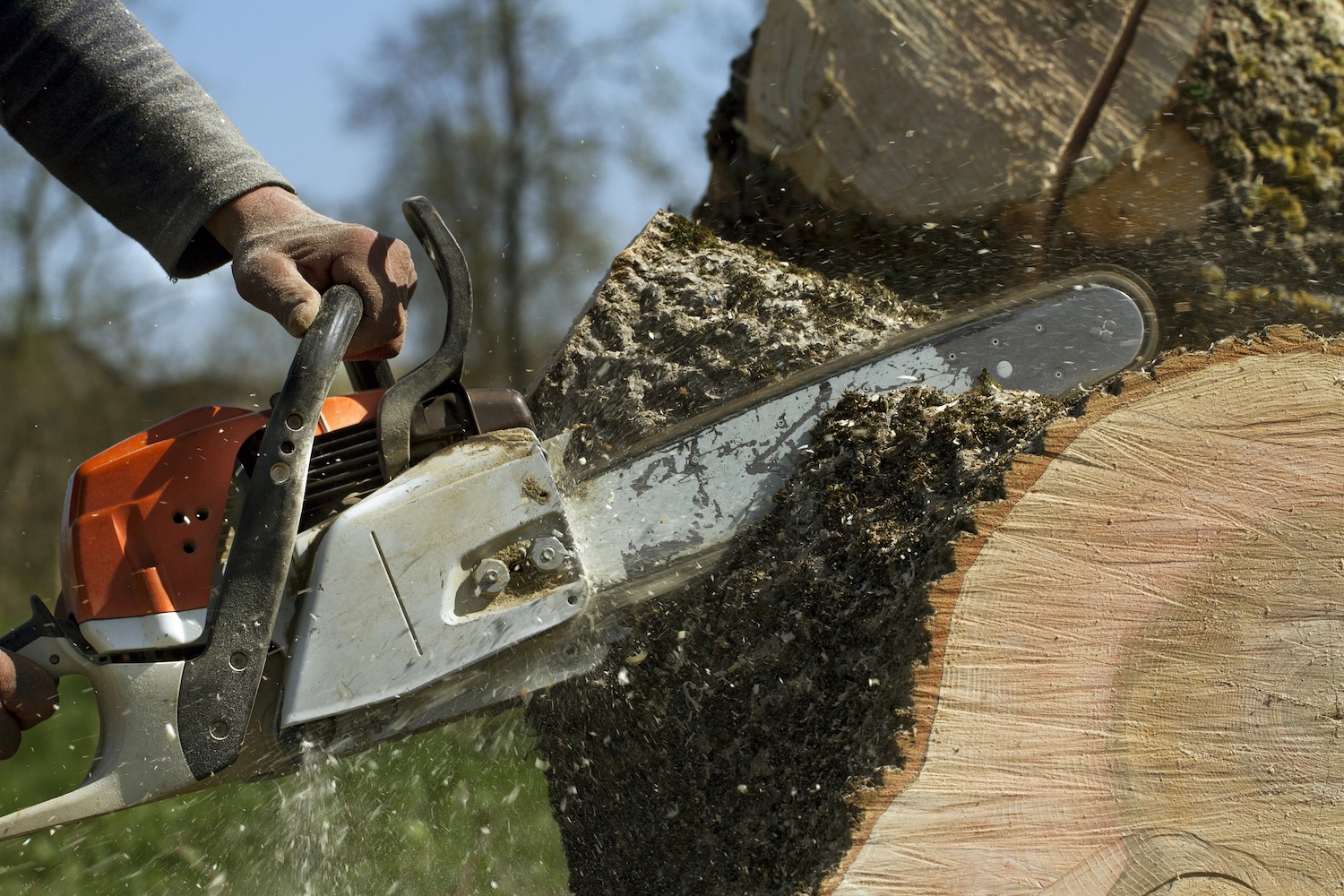 Professional arborist cutting through a large tree trunk with a chainsaw