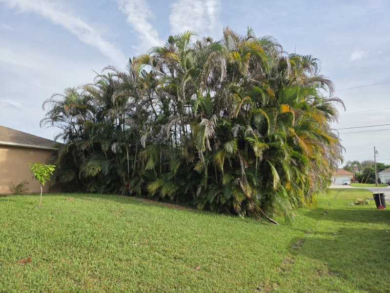Shed fully hidden behind a filled-in areca palm screen