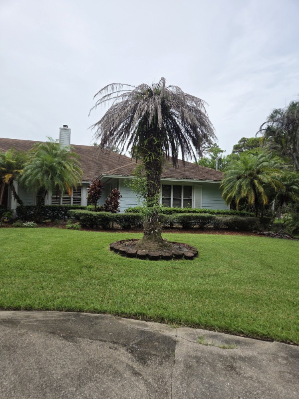 Dying and browning palm tree before removal