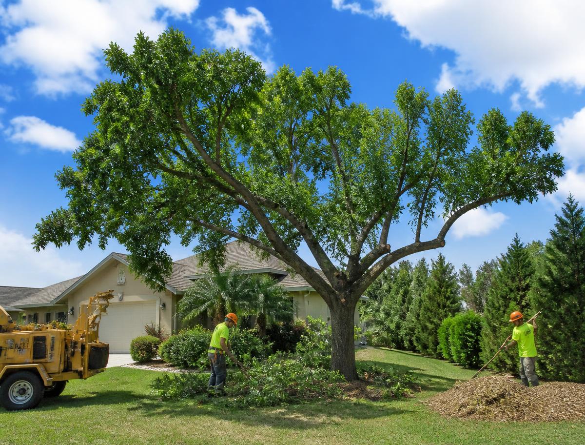 Professional tree crew finishing cleanup work at a residential property