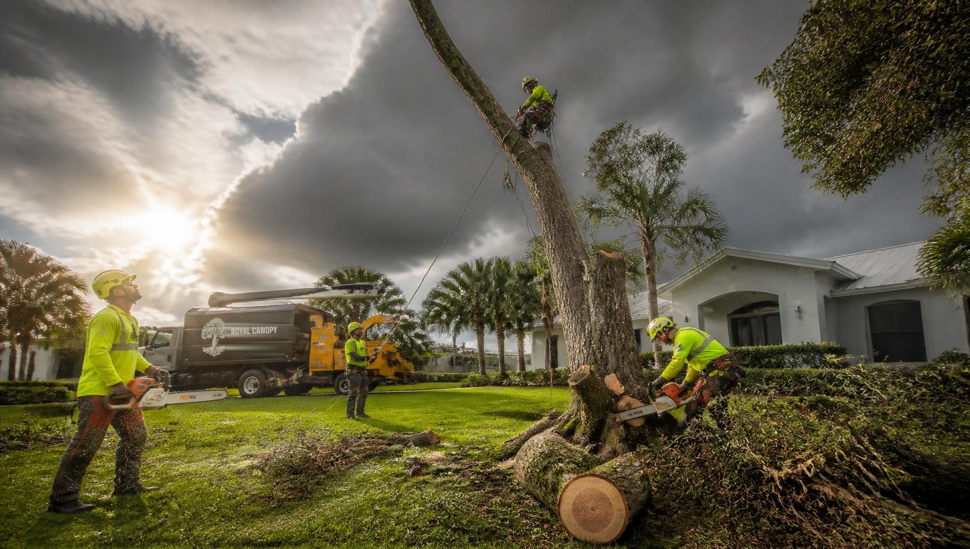 Professional tree crew safely removing a large tree during storm cleanup